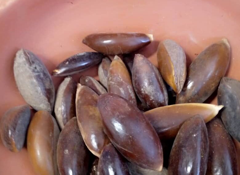 Semillas de Mamey