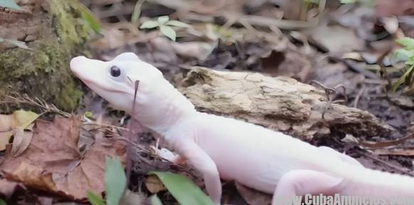 Descubren en Wild Florida un Caimán Albino con Marcas Genéticas Únicas