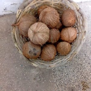 Cocos