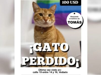 Vecina de La Habana ofrece $100 por su gato extraviado