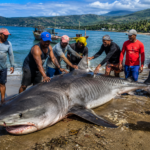 Impresionante captura de tiburón en Baracoa sorprende a pescadores cubanos
