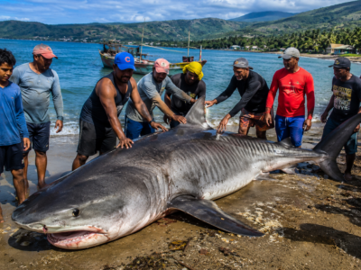 Impresionante captura de tiburón en Baracoa sorprende a pescadores cubanos