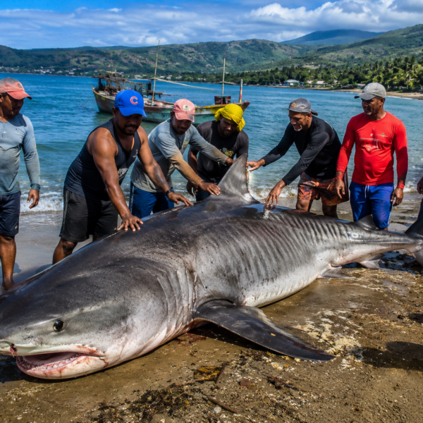 Impresionante captura de tiburón en Baracoa sorprende a pescadores cubanos