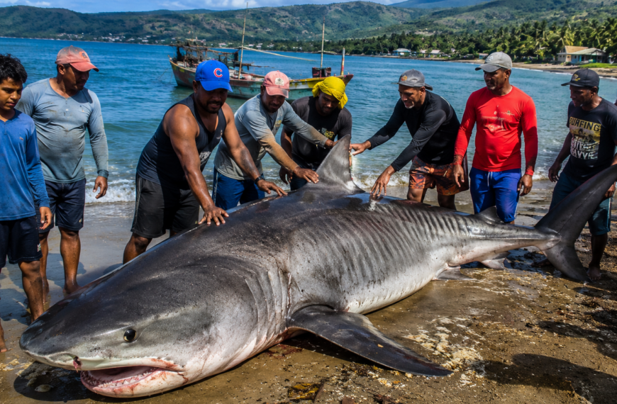 Impresionante captura de tiburón en Baracoa sorprende a pescadores cubanos