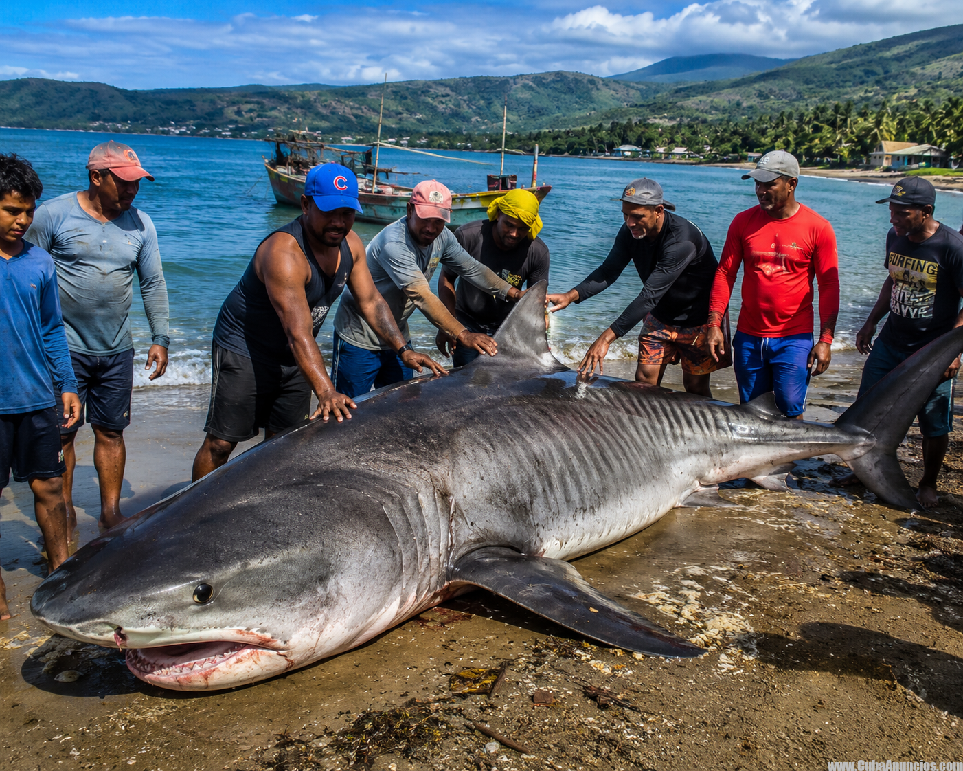 Impresionante captura de tiburón en Baracoa sorprende a pescadores cubanos