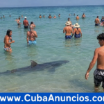 Tiburón sorprende a bañistas en Miami Beach y causa susto en plena playa