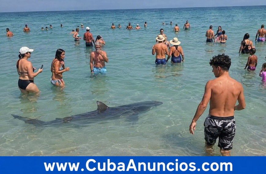 Tiburón sorprende a bañistas en Miami Beach y causa susto en plena playa