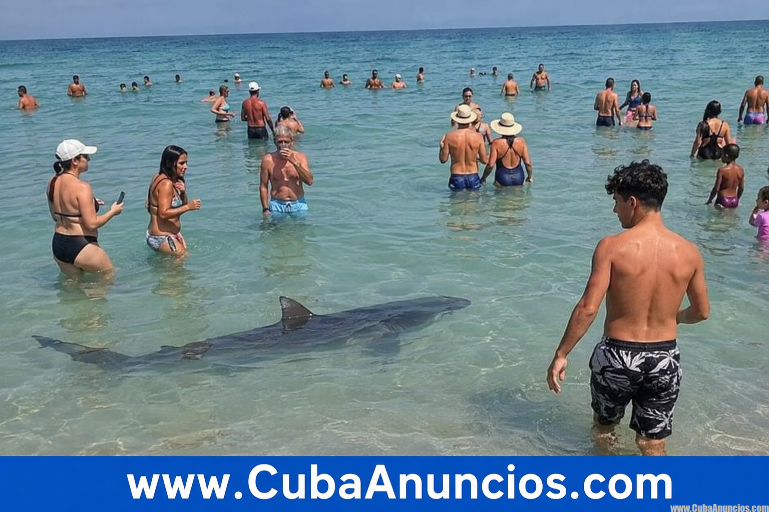 Tiburón sorprende a bañistas en Miami Beach y causa susto en plena playa