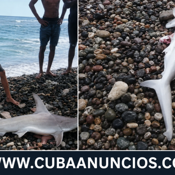 Nuevo tiburón aparece cerca de la orilla en playa Siboney
