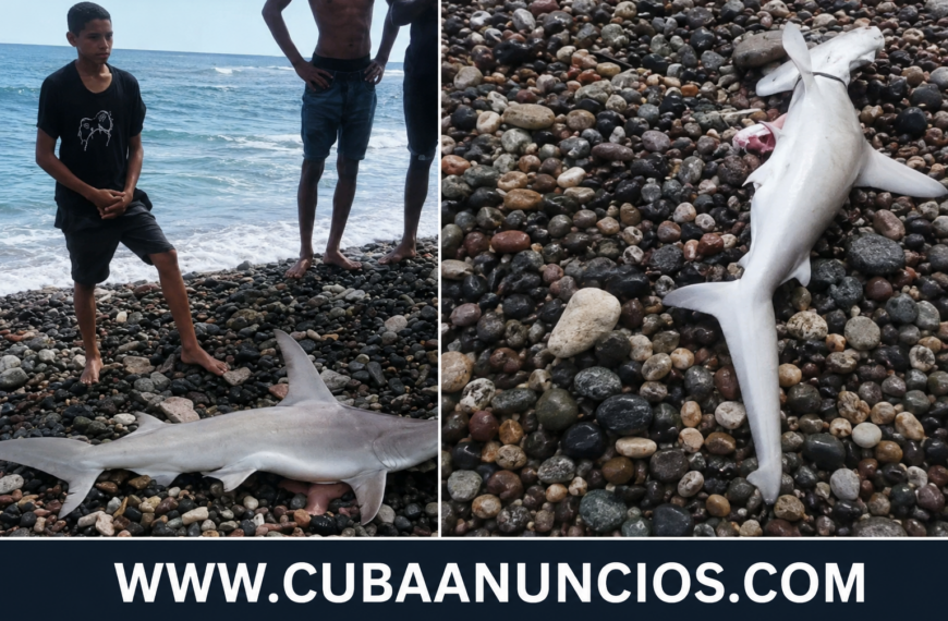 Nuevo tiburón aparece cerca de la orilla en playa Siboney