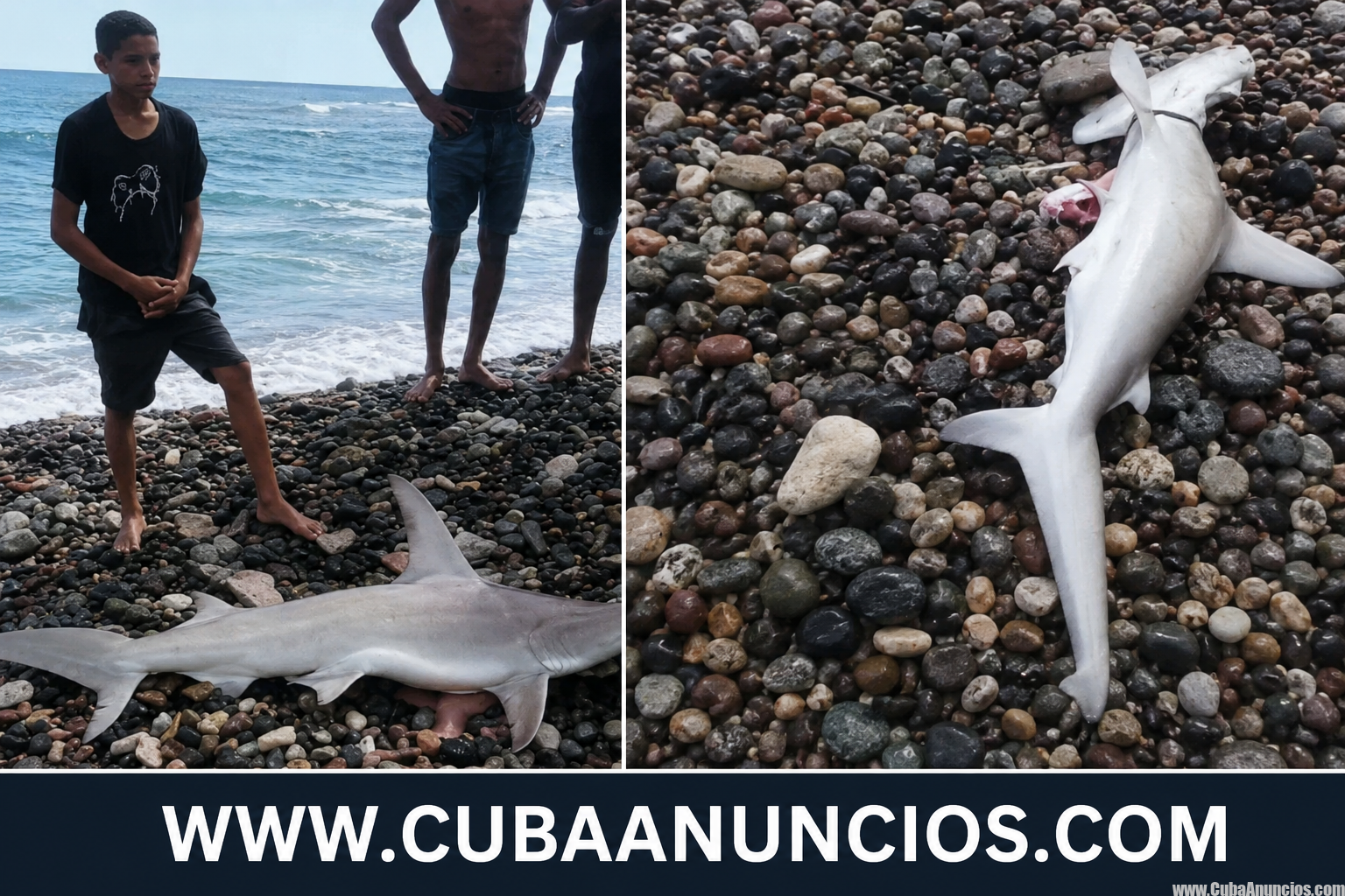 Nuevo tiburón aparece cerca de la orilla en playa Siboney