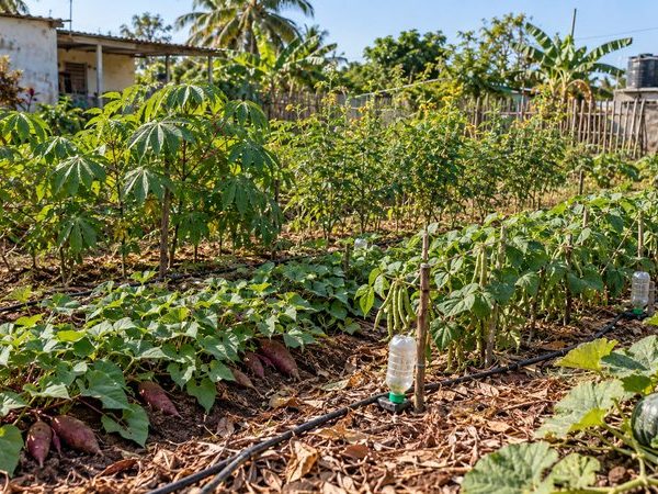 ¿Tienes un pedazo de tierra? Cinco cultivos que pueden dar comida en Cuba con poca agua